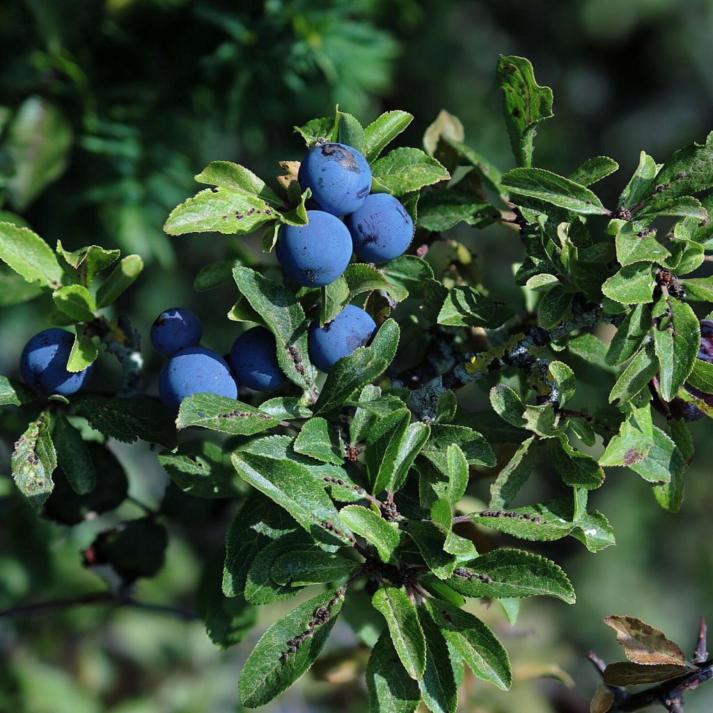 Prunus spinosa (Blackthorn)