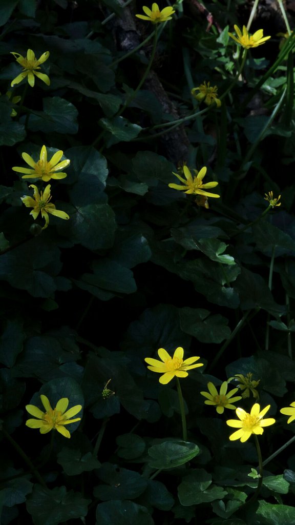 Ficaria verna (Lesser Celandine)