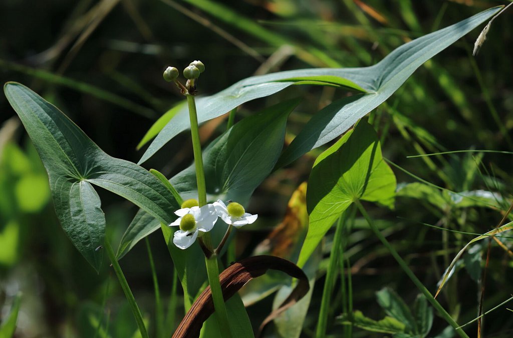 Alismataceae (Water Plantains)