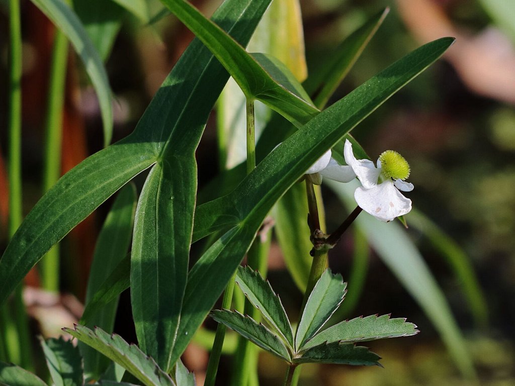 Sagittaria latifolia (Duck-potato)