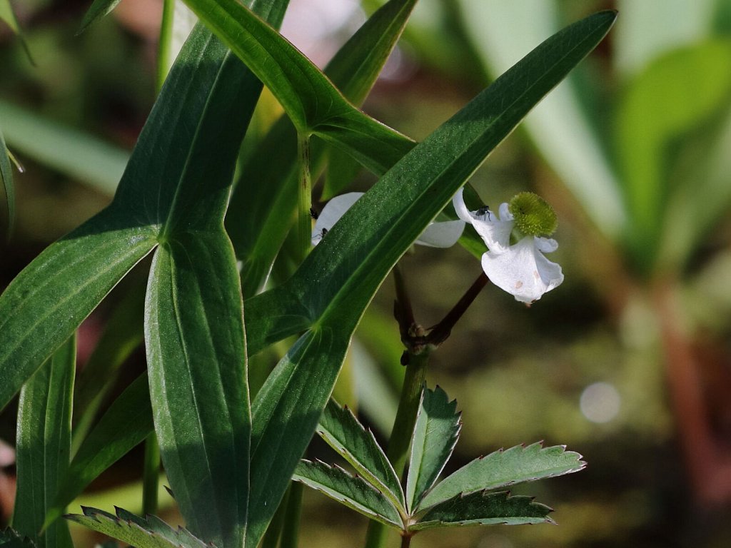 Sagittaria latifolia (Duck-potato)