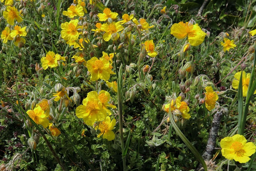 Helianthemum nummularium (Common Rock-rose)