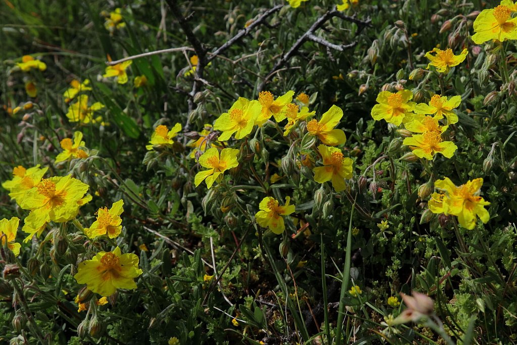 Helianthemum nummularium (Common Rock-rose)