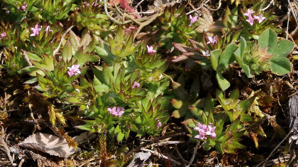 Sherardia arvensis (Field Madder)