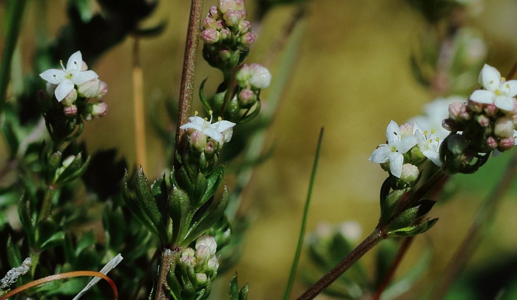 Galium saxatile (Heath Bedstraw)