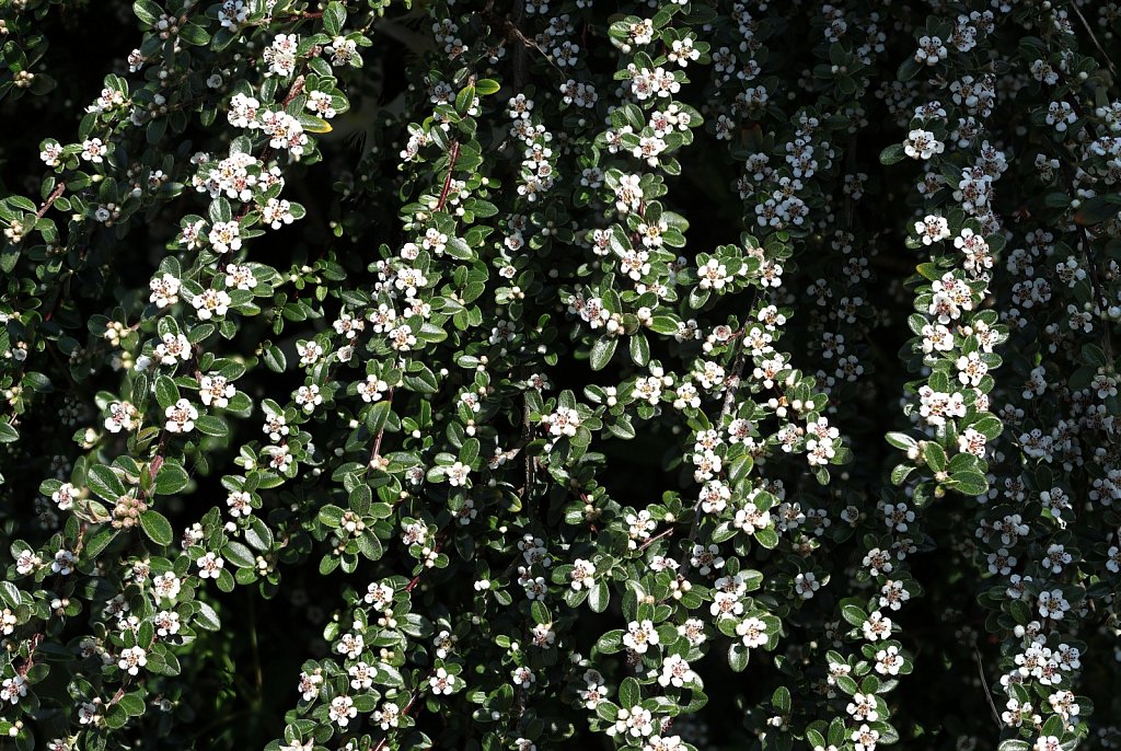 Cotoneaster spp. (Cotoneaster spp.)