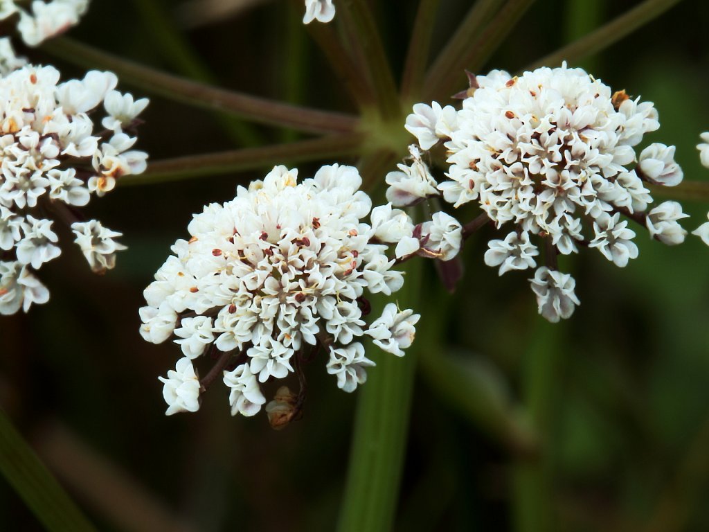 Oenanthe lachenalii (Parsley Water-dropwort)