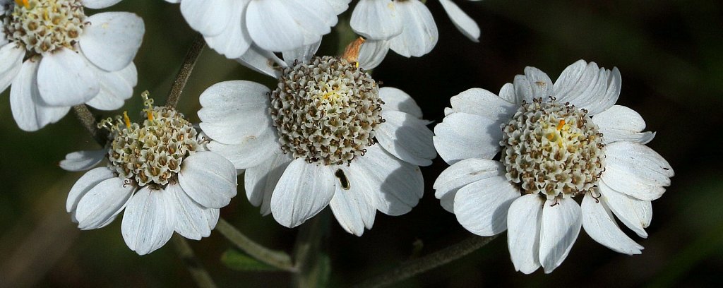 Achillea ptarmica (Sneezewort)