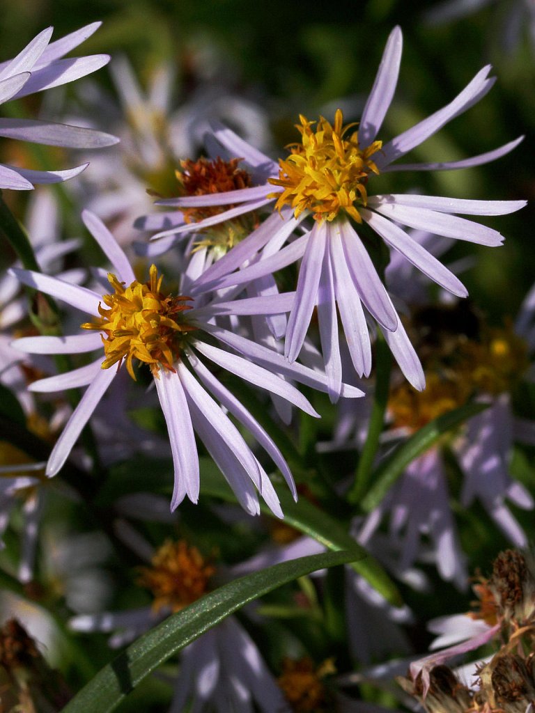 Aster tripolium (Sea Aster)