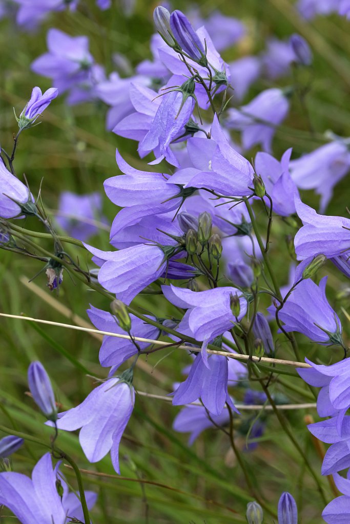 Campanulaceae (Bellflowers)