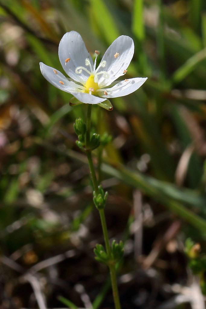 Sagina nodosa (Knotted Pearlwort)