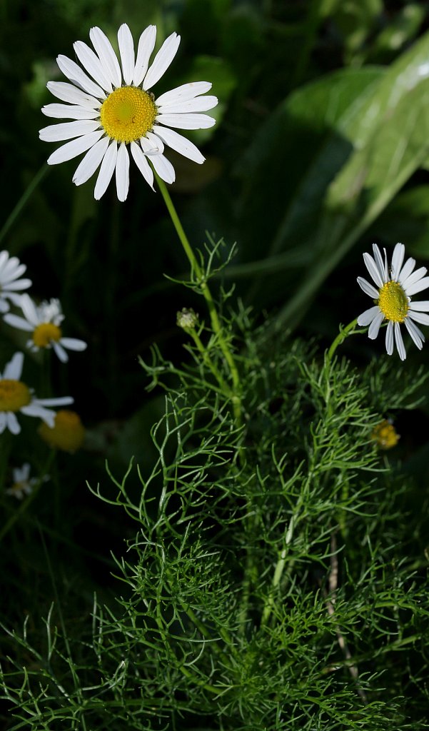 Tripleurospermum maritimum (Sea-Mayweed)