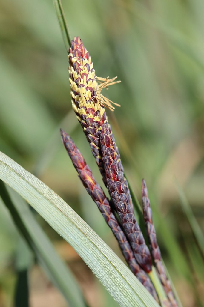 Cyperaceae (Sedges)