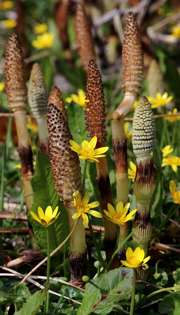 Equisetum telmateia (Great Horsetail)