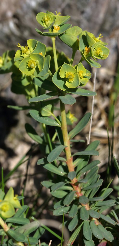 Euphorbia portlandica (Portland Spurge)