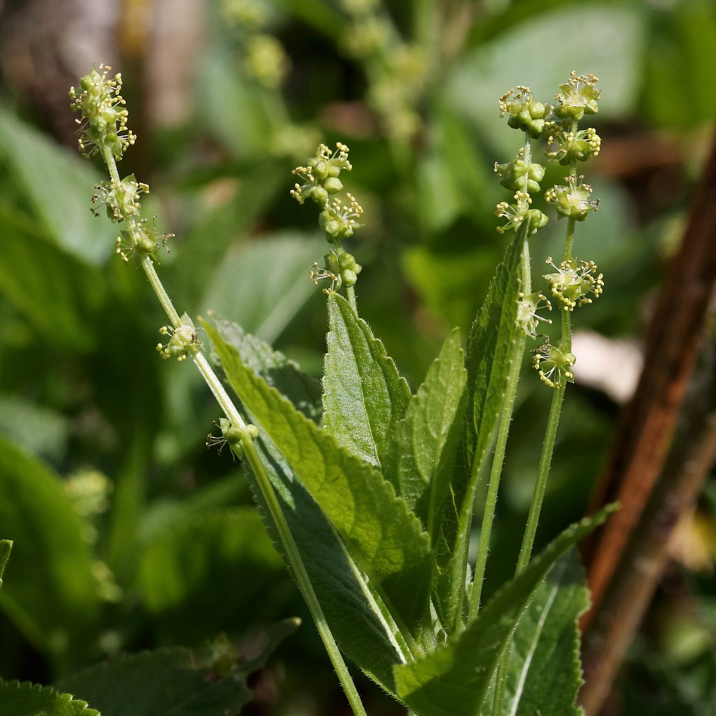 Mercurialis perennis (Dog's Mercury)