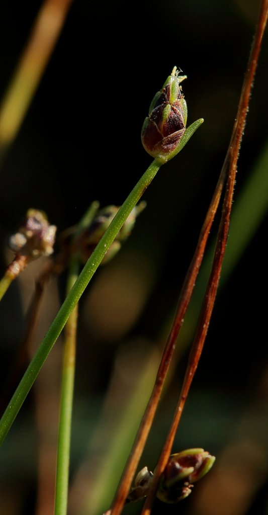 Isolepis cernua (Slender Club-rush)