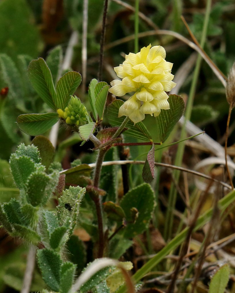 Trifolium campestre (Hop Trefoil)