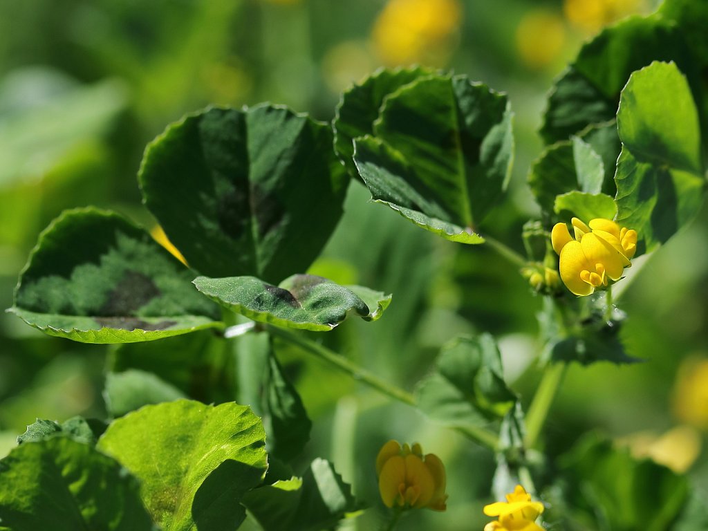 Medicago arabica (Spotted Medick)