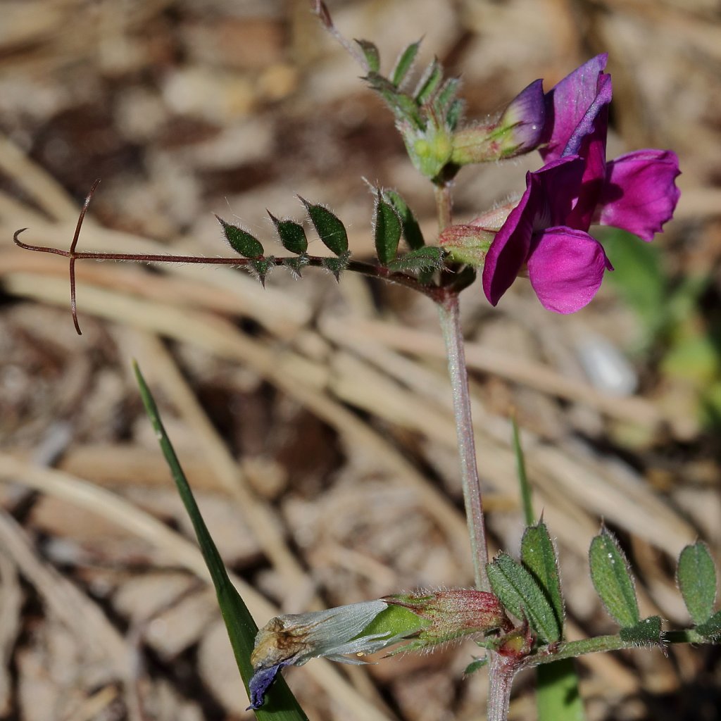 Vicia sativa ssp nigra (Common Vetch)