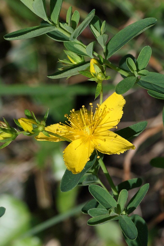 Hypericum perforatum (Perforate St John's-wort)