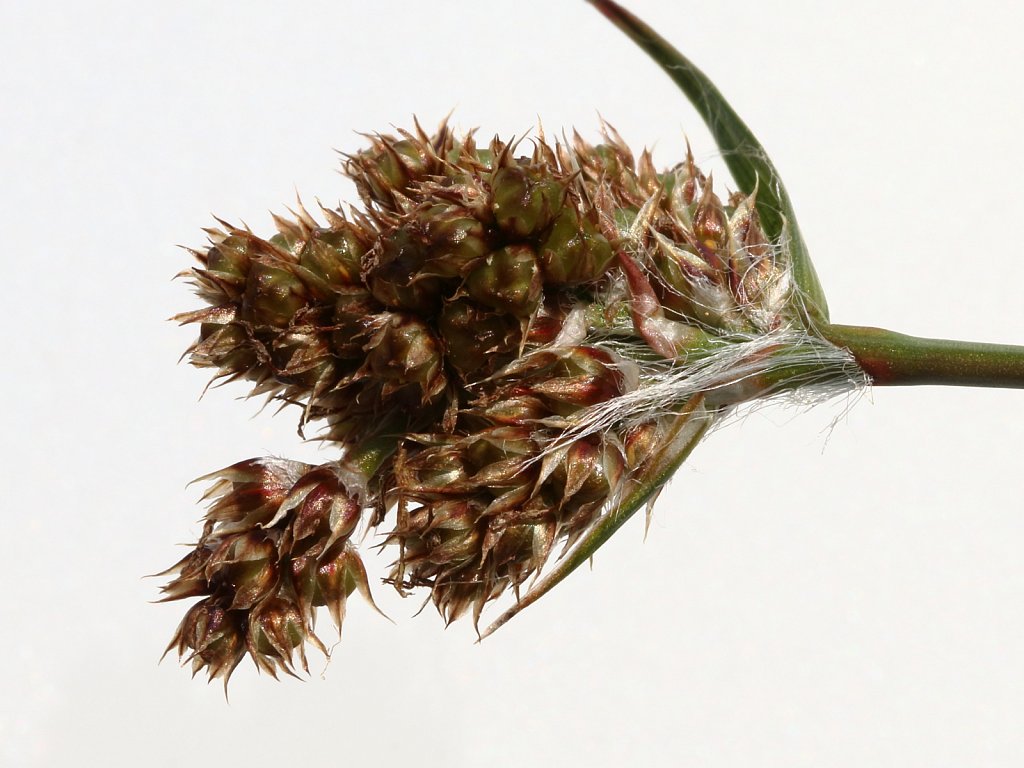 Luzula multiflora ssp. congesta (Heath Wood-rush)