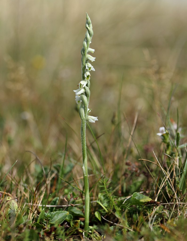 Spiranthes spiralis (Autumn Lady's-tresses)