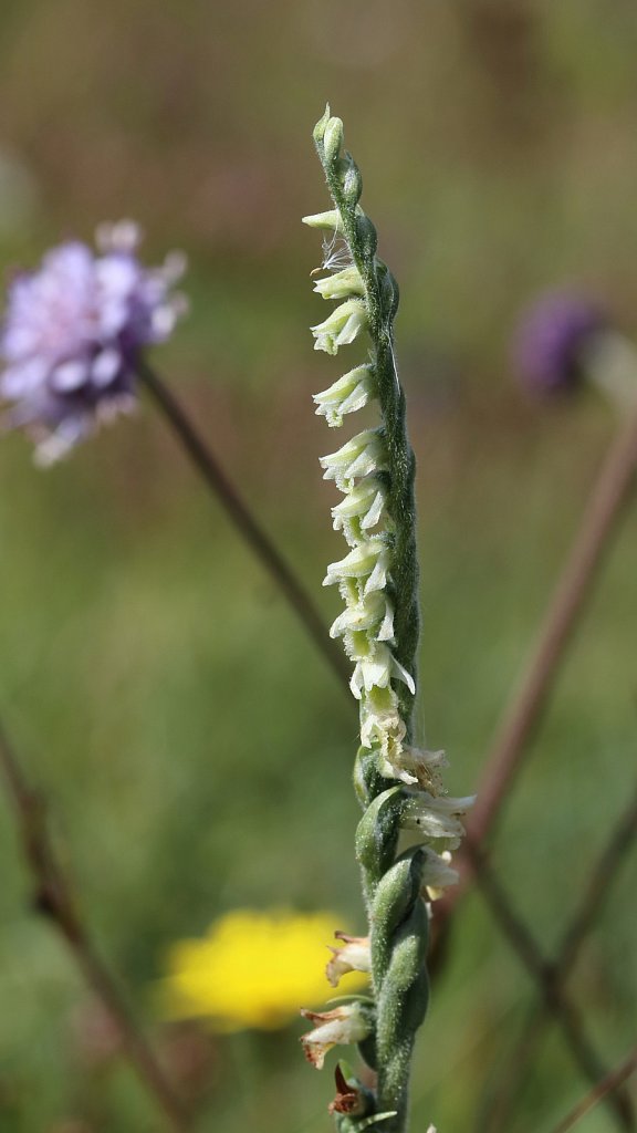 Spiranthes spiralis (Autumn Lady's-tresses)