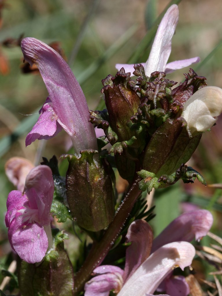 Pedicularis sylvatica (Lousewort)