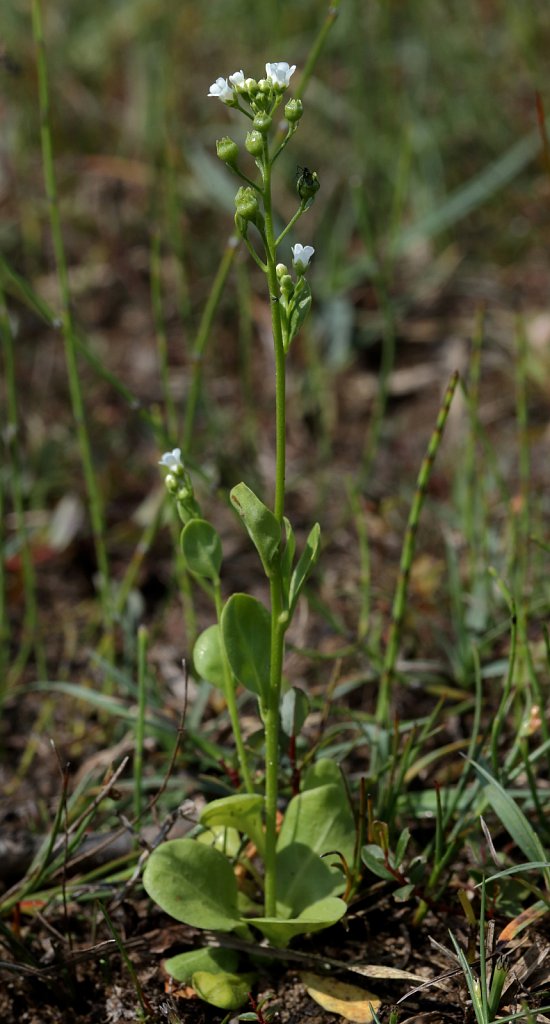 Samolus valerandi (Brookweed)