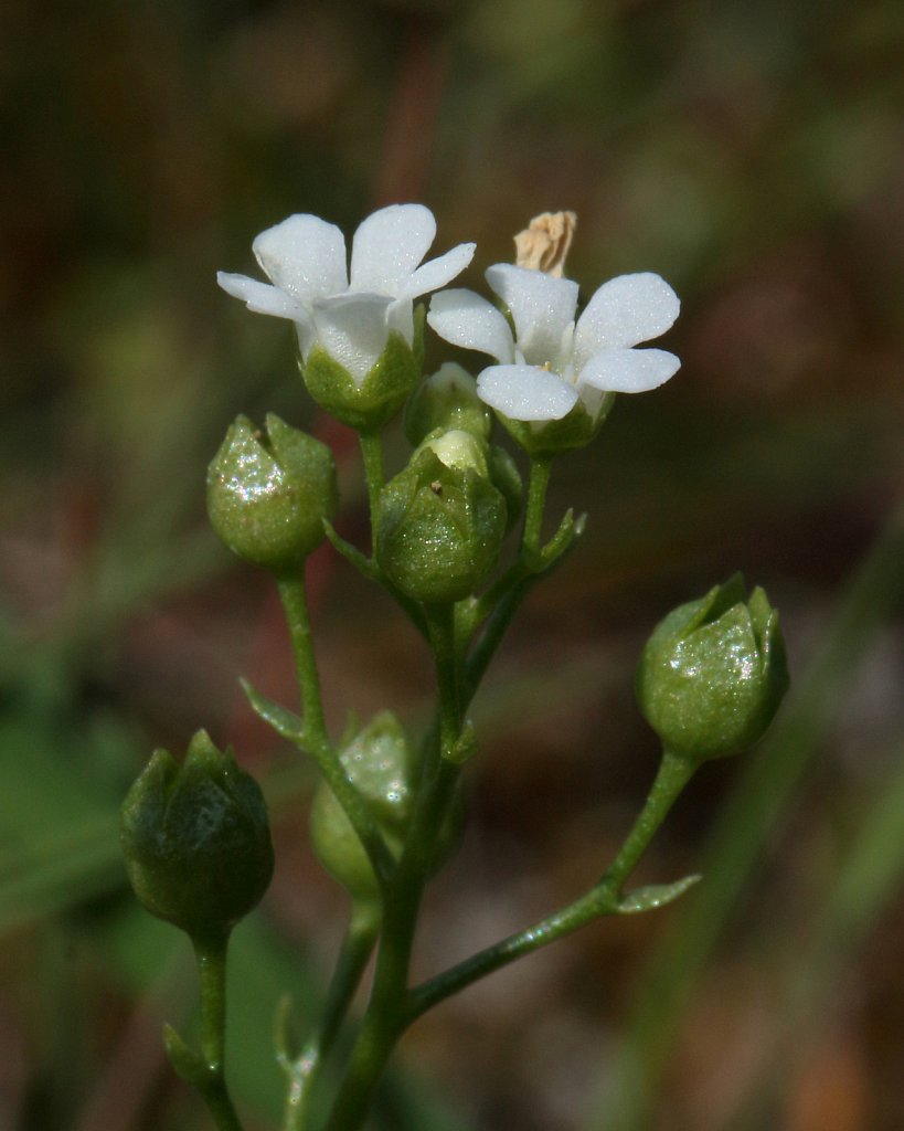 Samolus valerandi (Brookweed)