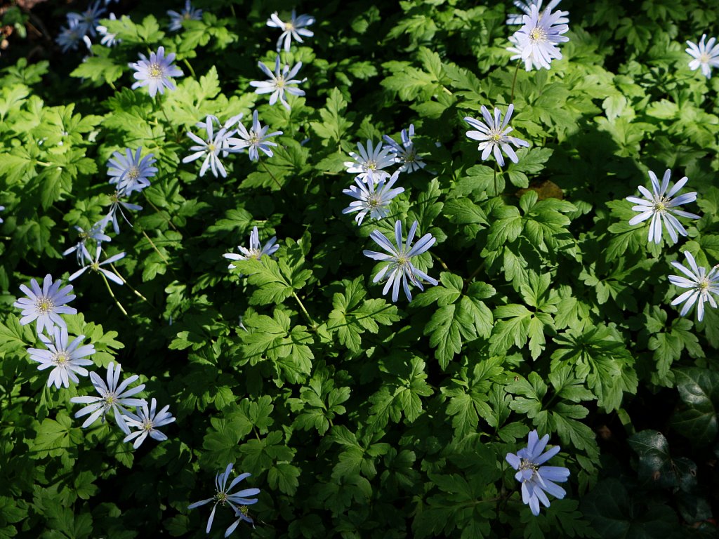 Anemone apennina (Blue Anemone)