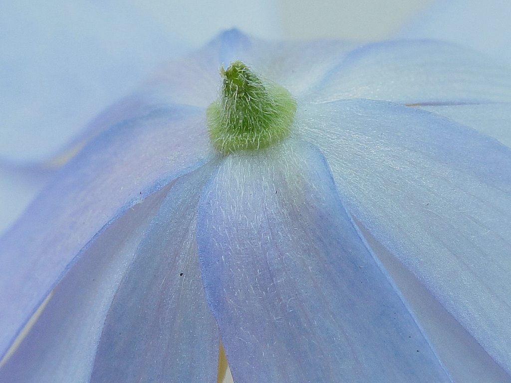 Anemone apennina (Blue Anemone)