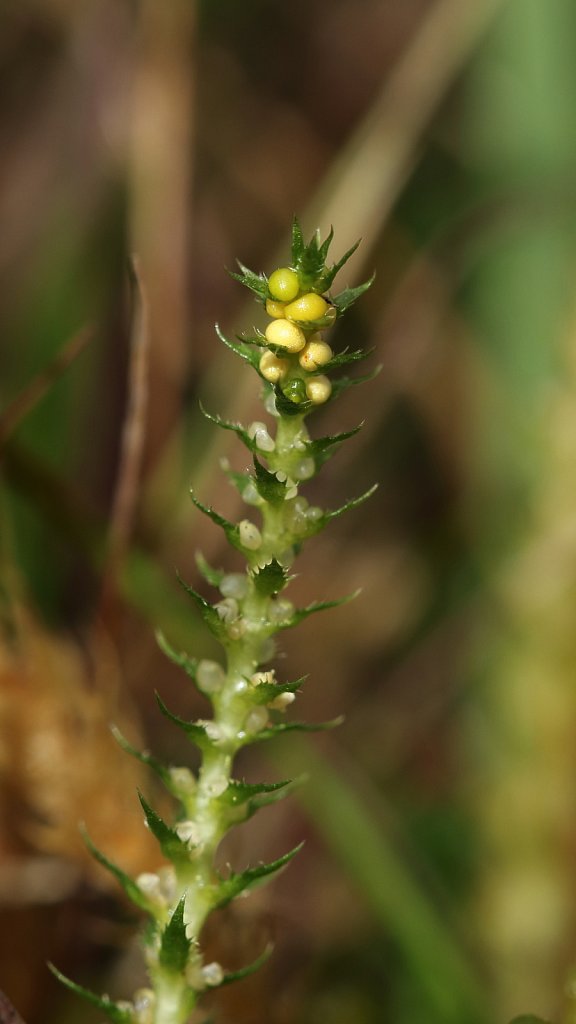 Selaginella selaginoides (Lesser Clubmoss)