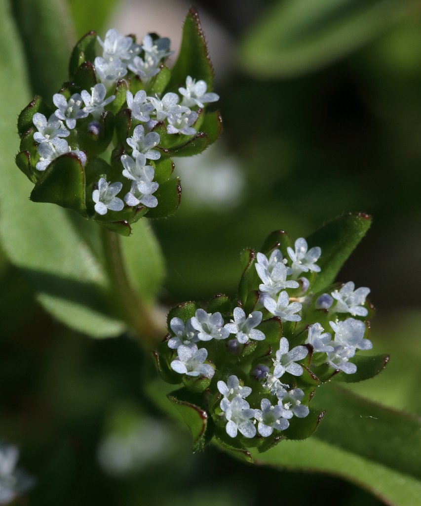 Valerianella carinata (Keeled-fruited Cornsalad)