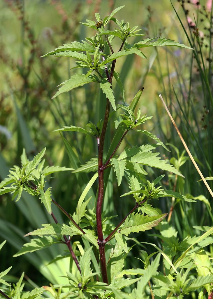 Bidens tripartita (Trifid Bur-marigold)