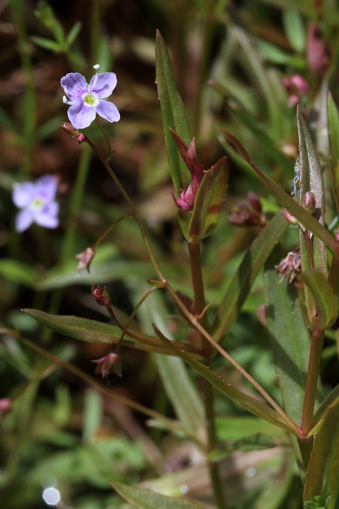 Veronica scutellata (Marsh Speedwell)