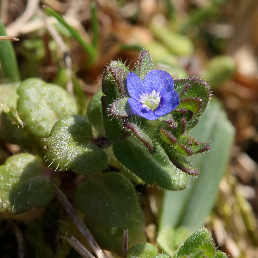 Veronica arvensis (Wall Speedwell)