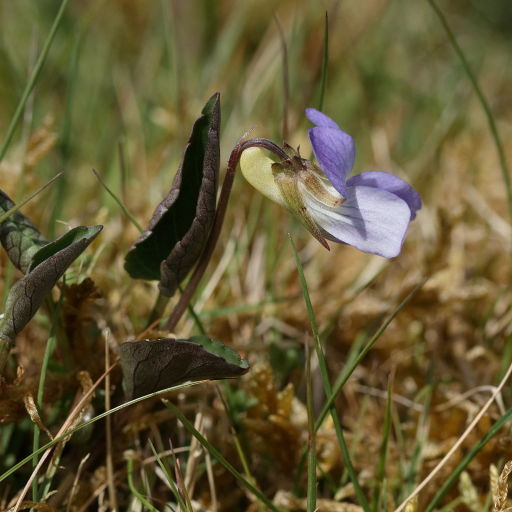 Viola canina (Heath Dog-violet)