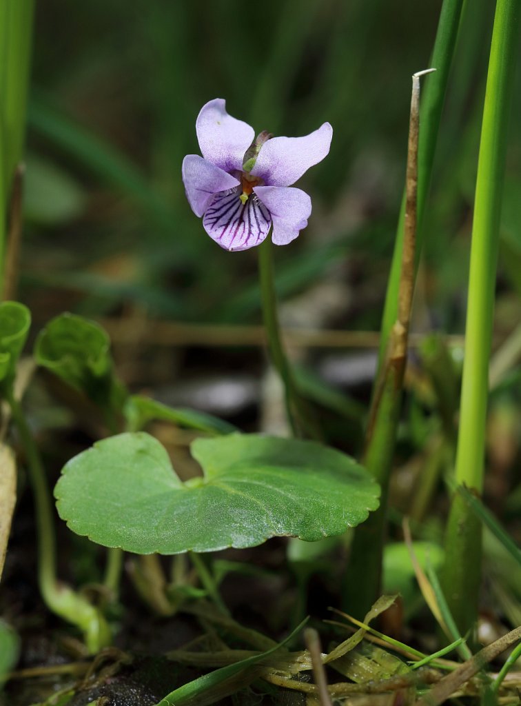 Viola palustris (Marsh Violet)