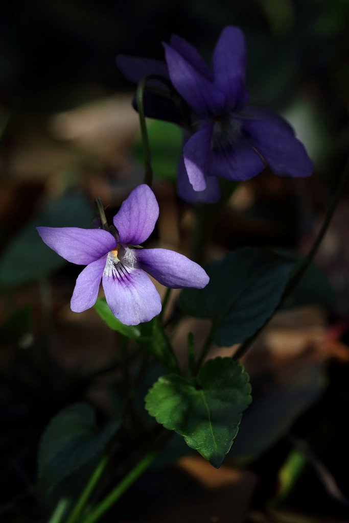 Viola reichenbachiana (Early Dog-violet)