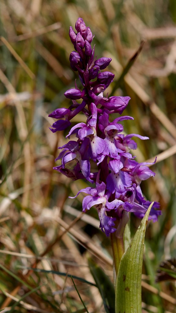 Orchis mascula (Early-purple Orchid)