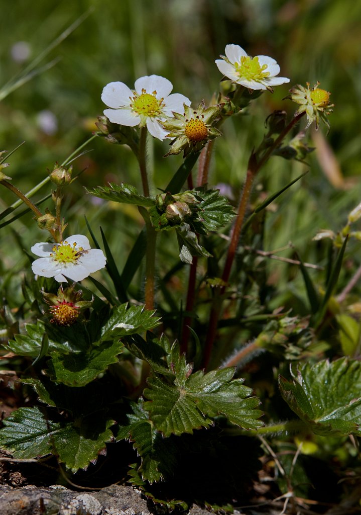 Fragaria vesca (Wild Strawberry)