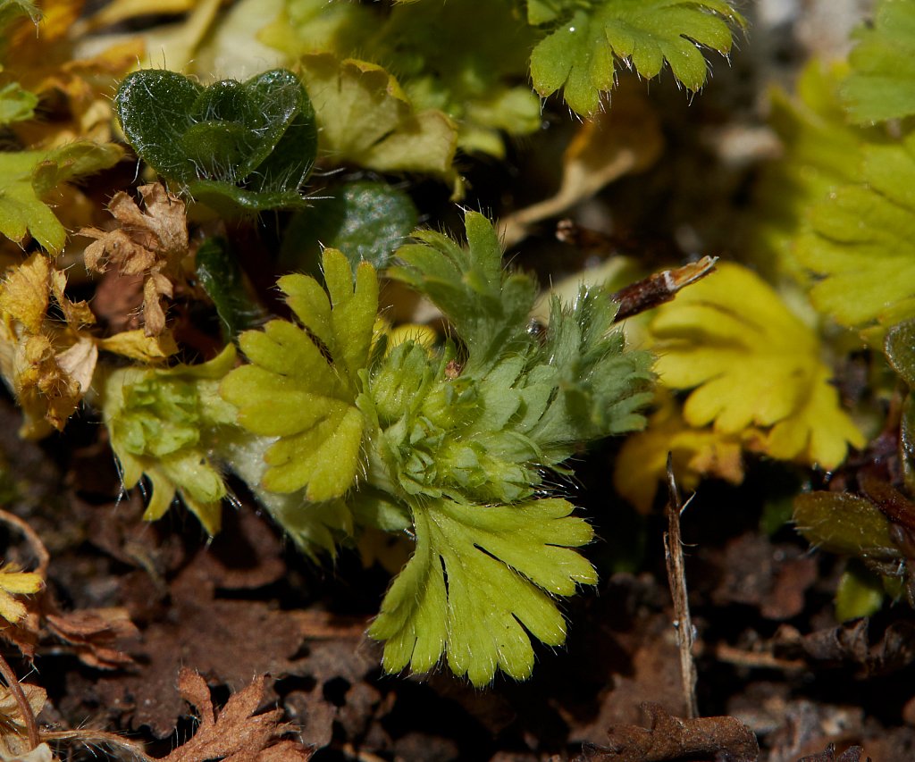 Aphanes australis (Slender Parsley-piert)