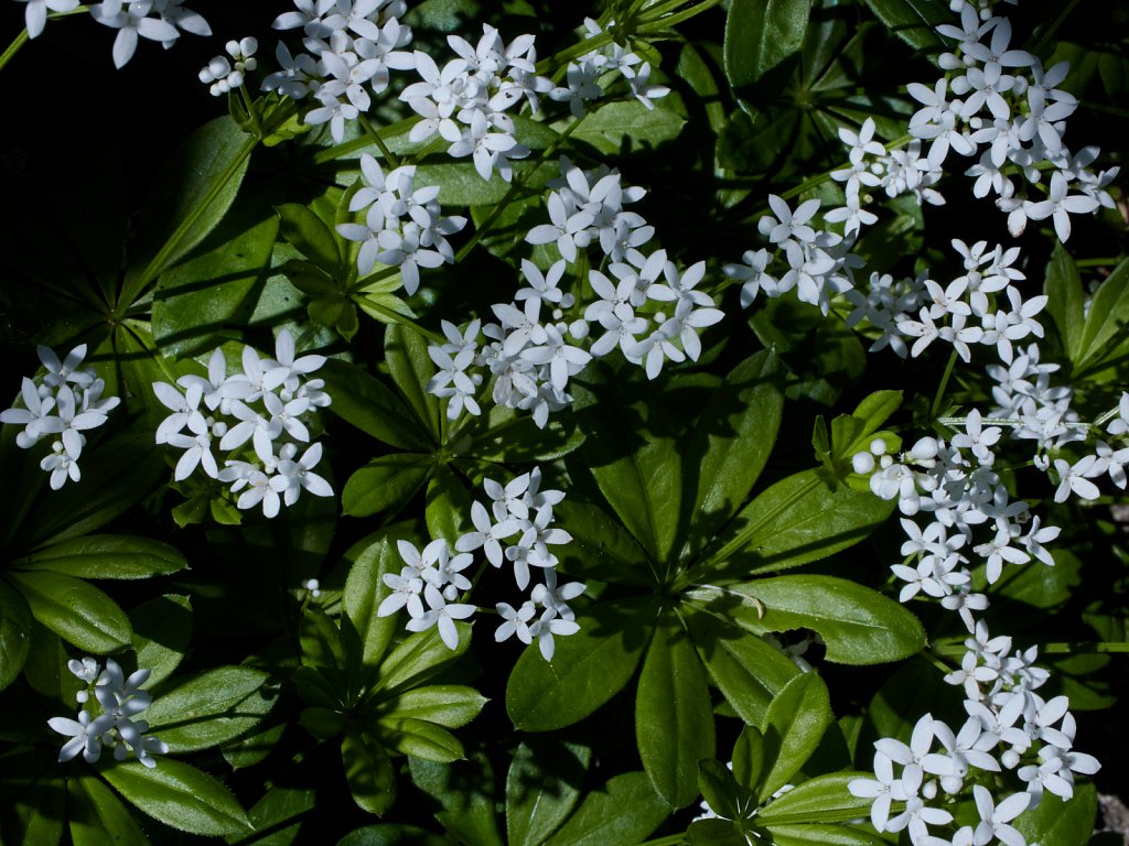 Galium odoratum (Sweet Woodruff)