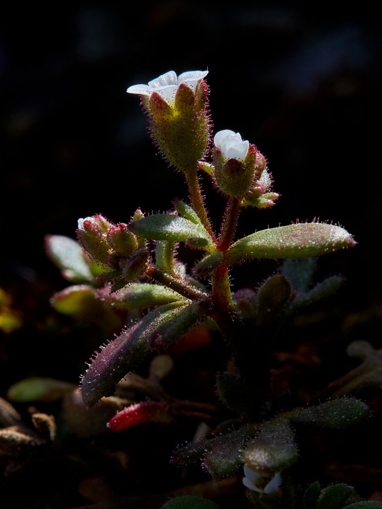 Saxifraga tridactylites (Rue-leaved Saxifrage)