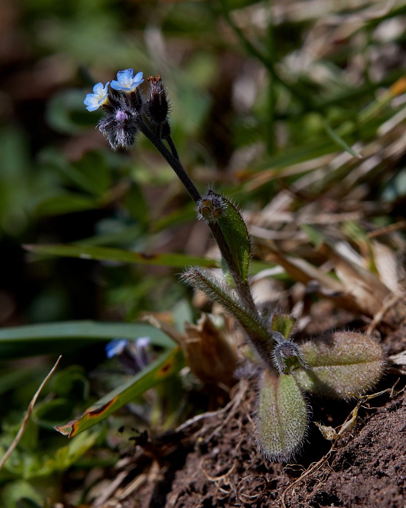 Myosotis ramosissima (Early Forget-me-not)