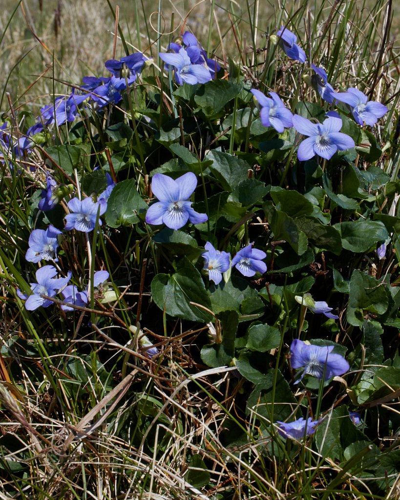 Viola x intersita [V. riviniana x V. canina] (hybrid of Common Dog-violet x Heath Dog-violet)