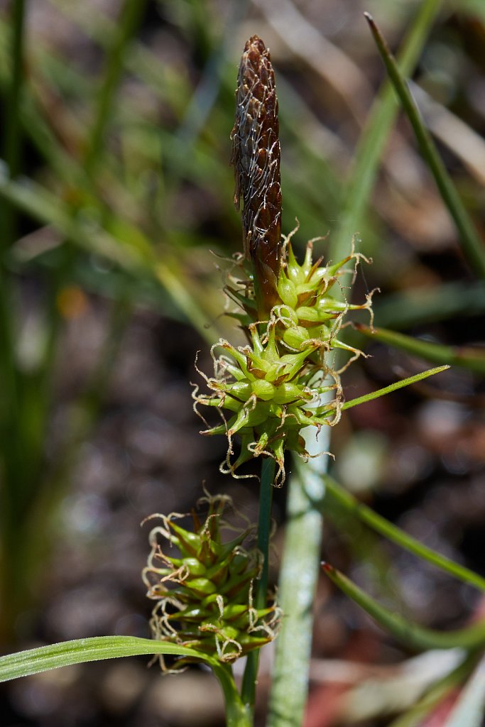 Carex demissa (Common Yellow-sedge)