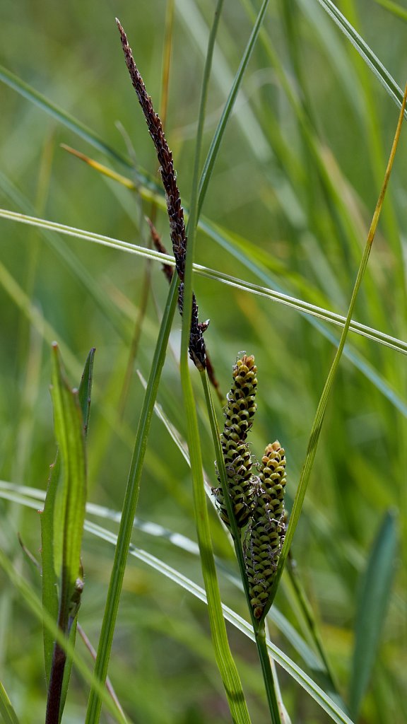 Carex nigra (Common Sedge)